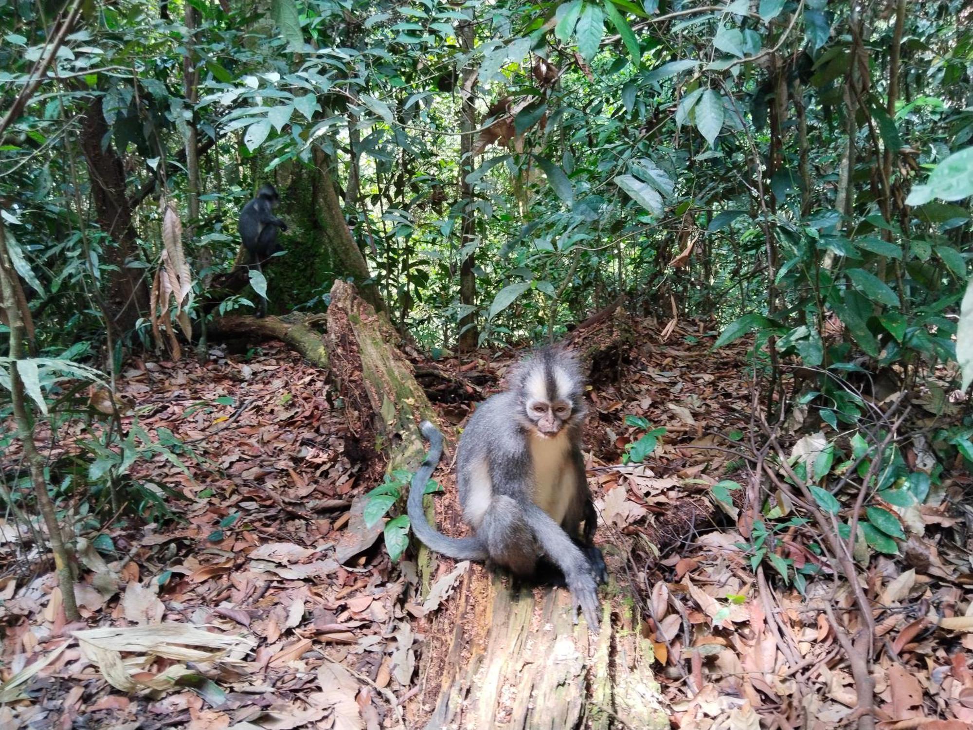 Jhony'S Backpacker-Guest House Only Stay Here Book Treking With Us Bukit Lawang Εξωτερικό φωτογραφία