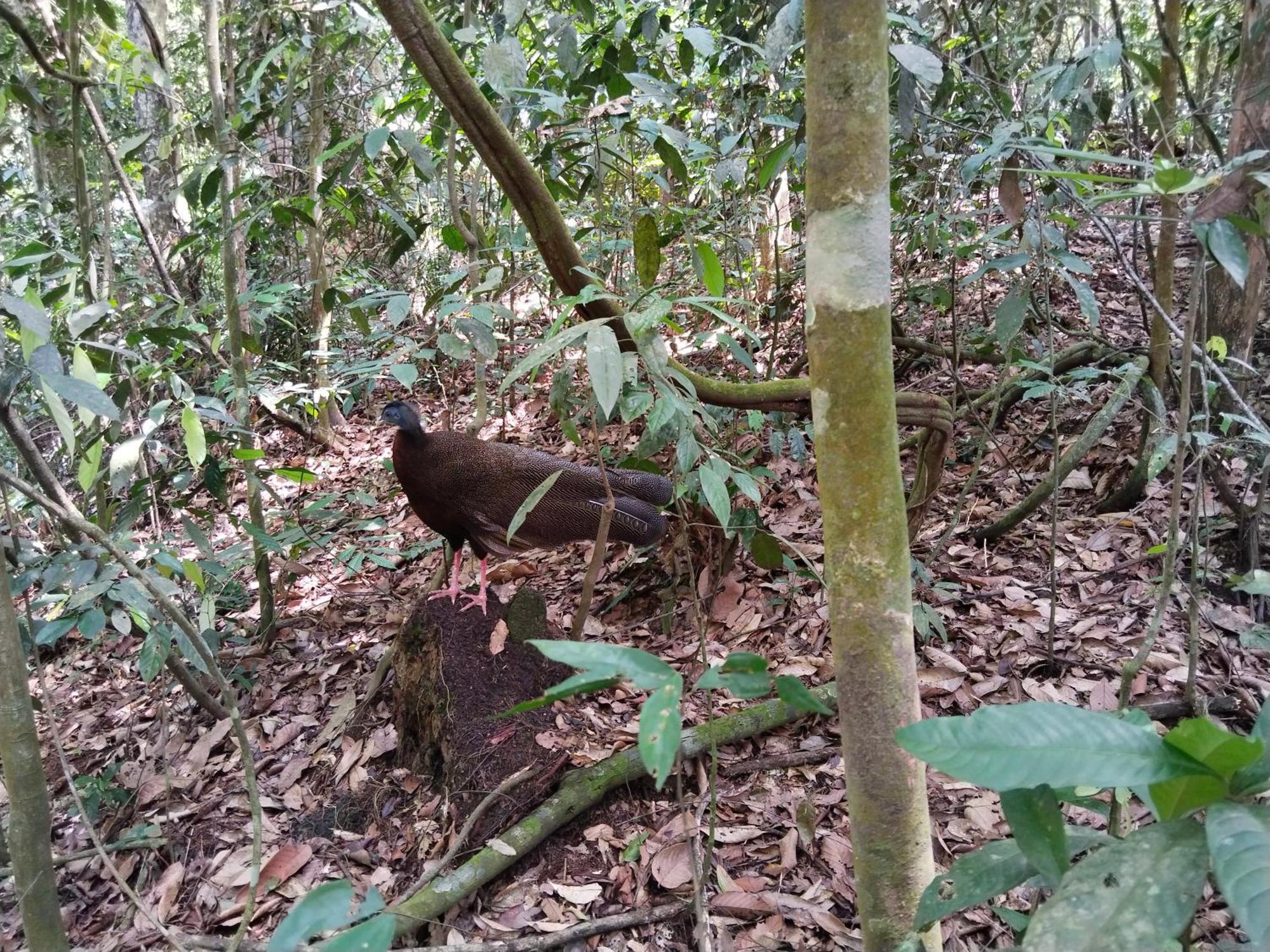 Jhony'S Backpacker-Guest House Only Stay Here Book Treking With Us Bukit Lawang Εξωτερικό φωτογραφία